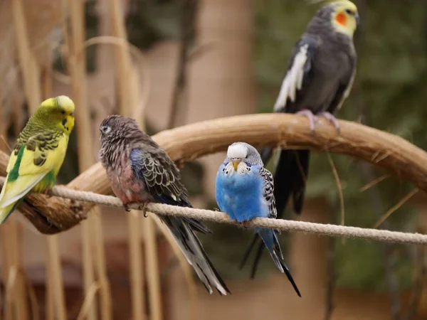 Tres Pájaros Coloridos Posados Una Cuerda Con Otro Solo Sobre —  Fotos de Stock