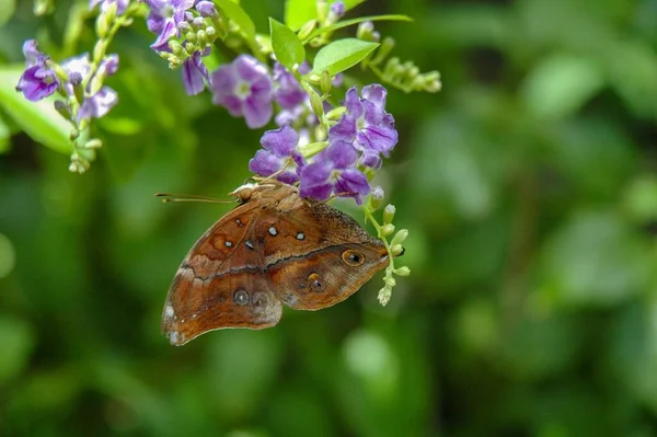 Motyl Domu Motyli Sertoma Sioux Falls — Zdjęcie stockowe