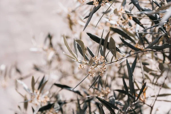 Eine Auswahl Eines Blühenden Olivenbaums Einem Garten — Stockfoto
