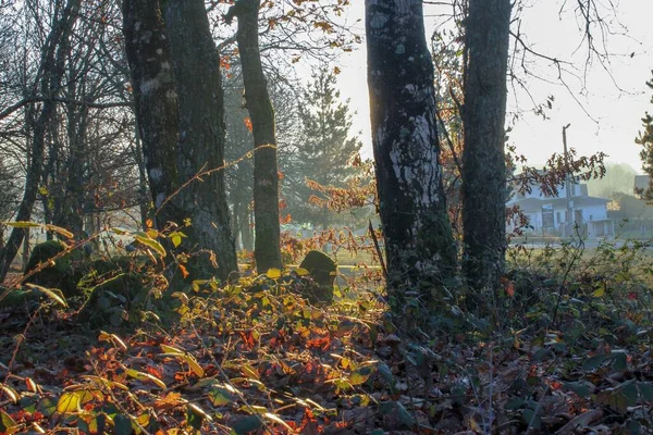 Kvällsljus Översvämmar Allt Lövverk Träet — Stockfoto