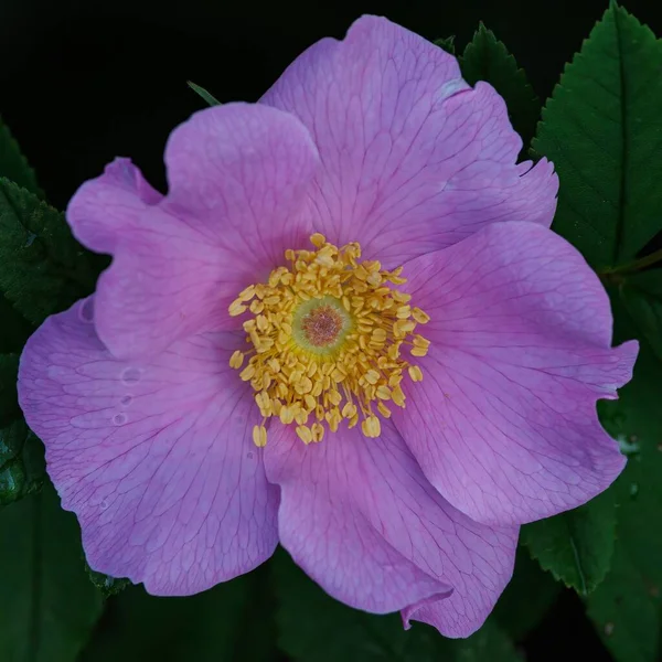 Tiro Close Uma Rosa Brilhante Roxo Com Folhas Verdes Luz — Fotografia de Stock