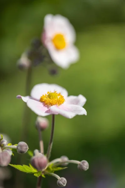 Close White Pink Japanese Anemone Anemone Hupehensis Blossom Full Bloom — Stock Photo, Image