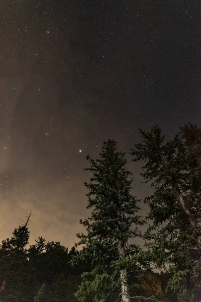 Pine Trees Night Raymond Colorado — Stock Photo, Image