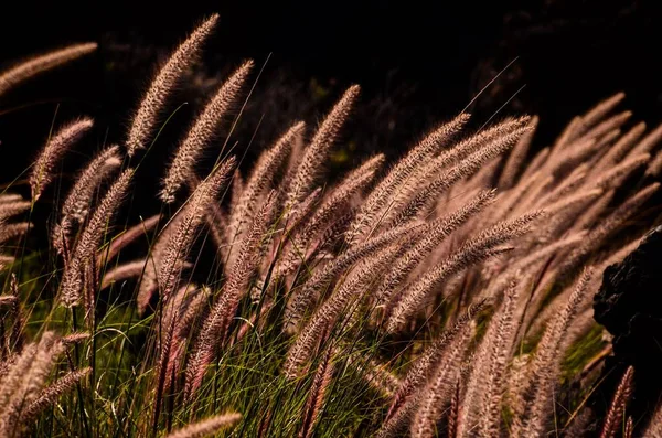 Oreilles Dorées Blé Sur Champ — Photo