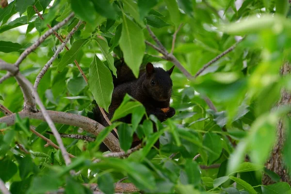 Ένα Κοντινό Πλάνο Ενός Μαύρου Σκίουρου Στο Κλαδί Ενός Δέντρου — Φωτογραφία Αρχείου