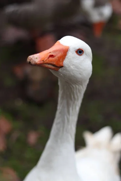 一只白鸭的垂直镜头 — 图库照片