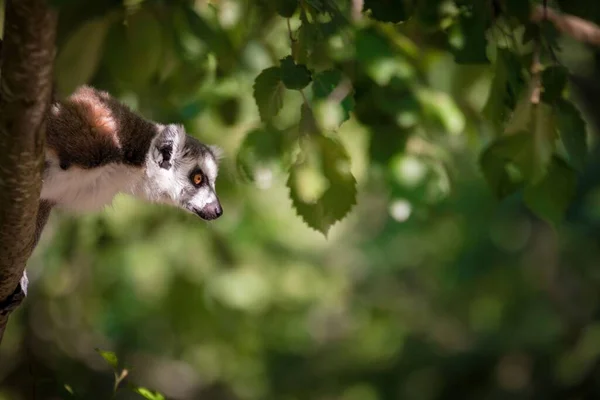 Válogatós Fókusz Lövés Imádnivaló Ring Tailed Lemur Egy Fán Elmosódott — Stock Fotó