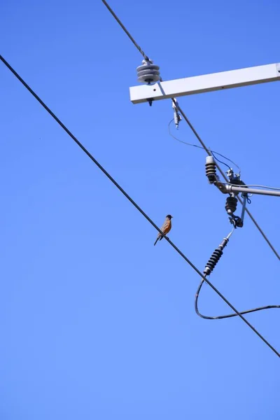 空を背景にしたヨーロッパのロビンの垂直ショット — ストック写真