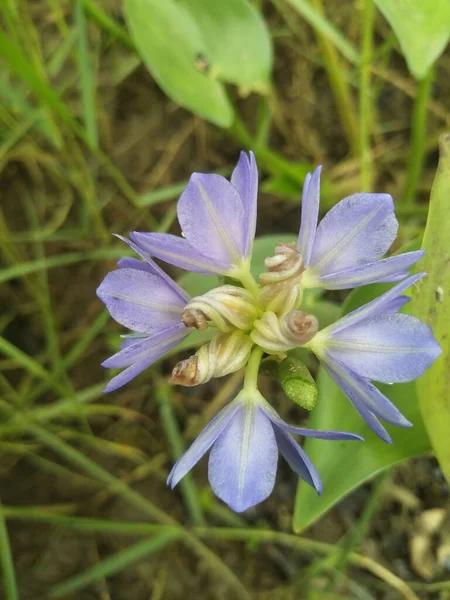 Primer Plano Flor Violeta Floreciente Eichhornia Crassipes Comúnmente Conocido Como — Foto de Stock