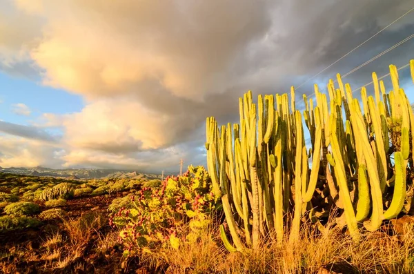 Calm Cactus Desert Sunset Tenerife Canary Island — Stock Photo, Image