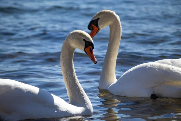 Närbild Bild Två Eleganta Vita Svanar Återspeglas Blå Sjö Vatten — Stockfoto