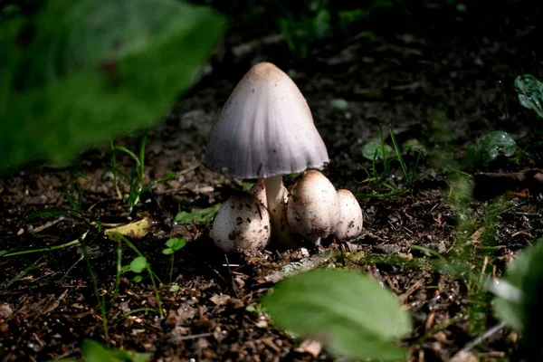 Cogumelo Branco Chão — Fotografia de Stock