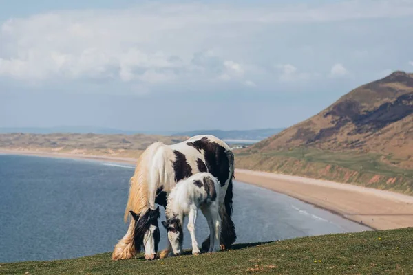 Вид Лошадь Жеребенка Фоне Пляжной Сцены — стоковое фото