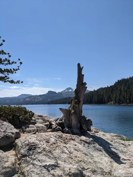 Kufer Drzewa Skałach Nad Jeziorem Caples Rejonie Gór Sierra — Zdjęcie stockowe