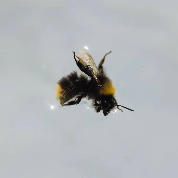 Ένα Κοντινό Πλάνο Από Μια Σπασμένη Μέλισσα Πάνω Λευκό Φόντο — Φωτογραφία Αρχείου