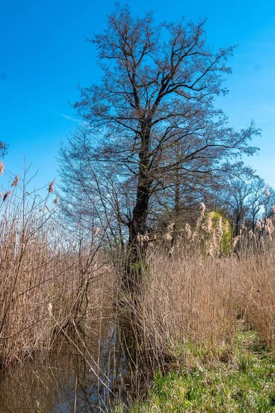 Вертикальный Снимок Дерева Травы Болотной Воде Голубым Небом — стоковое фото