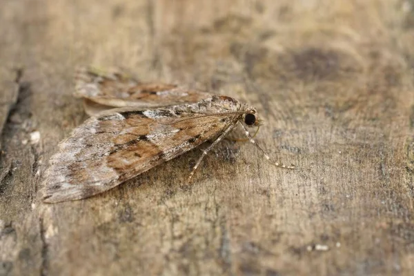 Primer Plano Sobre Alfombra Pino Gris Thera Obeliscata Con Alas —  Fotos de Stock