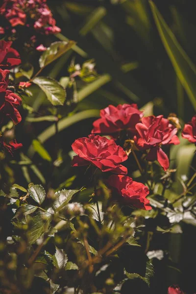 Primo Piano Rose Rosse Giardino — Foto Stock