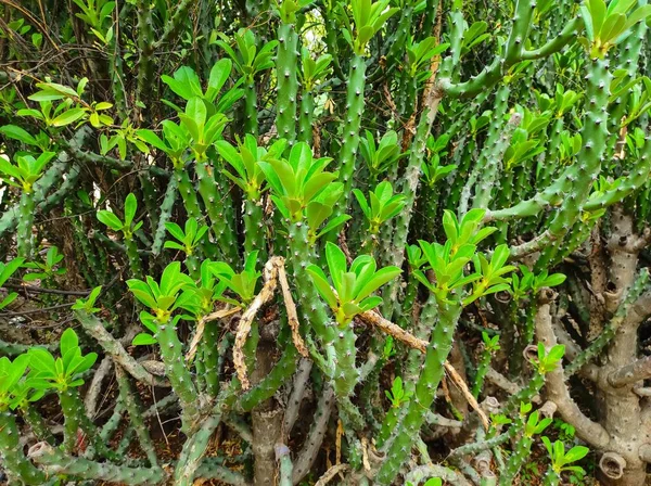 Indian Village Forest Thorns Plants — Stock Photo, Image