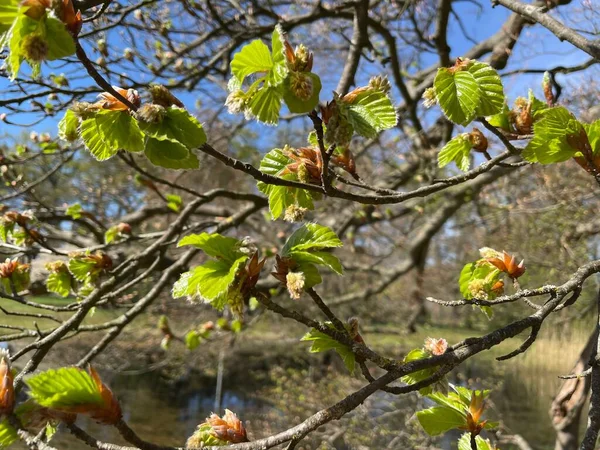 Blooming European Beech Tree Spring — Stock Photo, Image