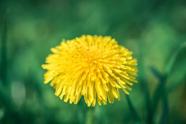 Uma Cabeça Flor Dente Leão Amarelo Brilhante Contra Fundo Natural — Fotografia de Stock