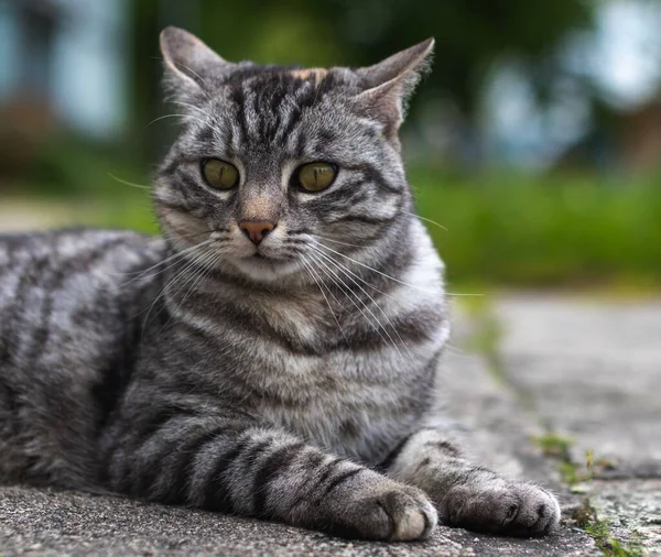 Primer Plano Gato Rayado Tirado Suelo Sobre Fondo Borroso —  Fotos de Stock