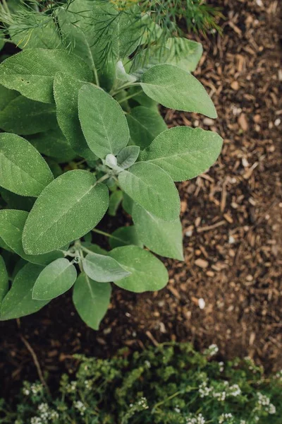 Tanaman Herbal Sage Salvia Officinalis Yang Umum Kebun — Stok Foto