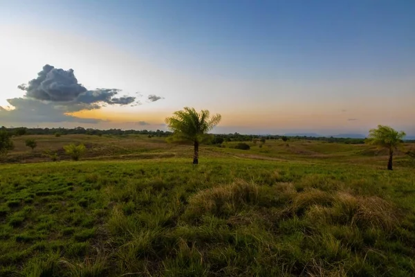 Schöner Sonnenuntergang Auf Dem Land Einsame Palme Auf Dem Feld — Stockfoto