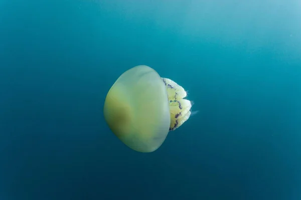 Calmar Nageant Dans Eau Bleue Mer Adriatique — Photo