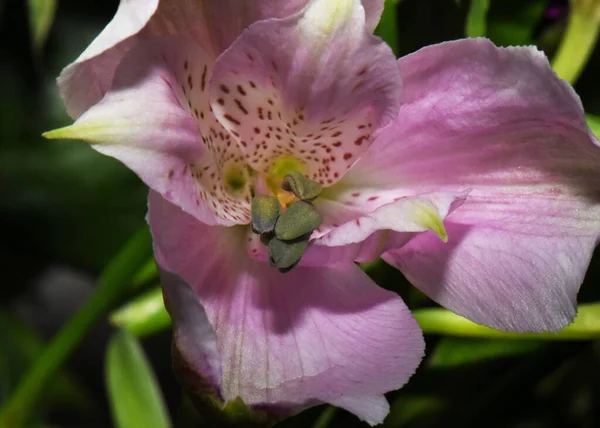 A blooming purple lily against the sun