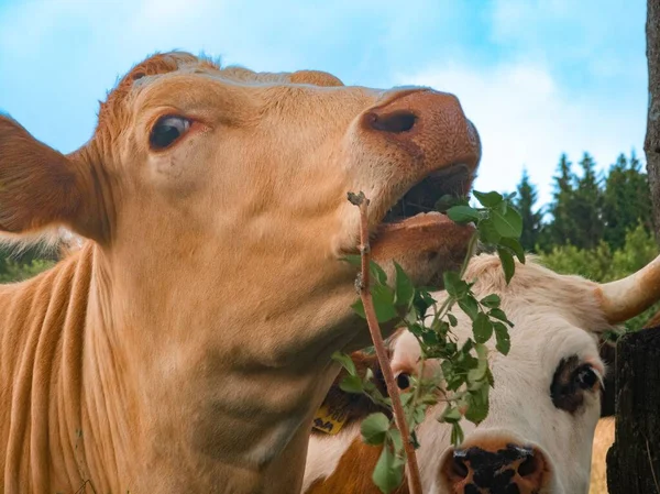 Egy Közeli Kép Egy Tehénről Amint Egy Sövény Leveleit Eszi — Stock Fotó