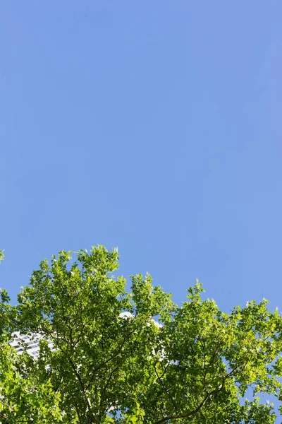 Colpo Verticale Della Cima Albero Verde Sotto Cielo Azzurro — Foto Stock