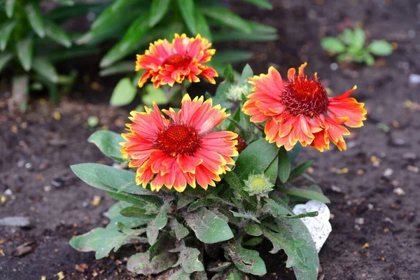 Closeup Multi Colored Gaillardia Flower Garden Blurry Background — Stock Photo, Image