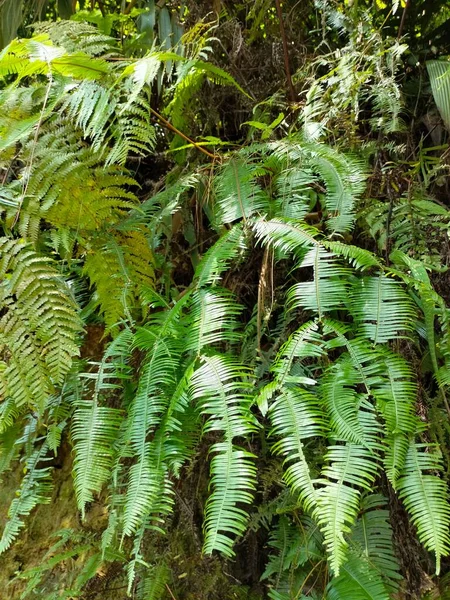 Tiro Vertical Samambaias Falsas Verdes Crescidas Floresta — Fotografia de Stock