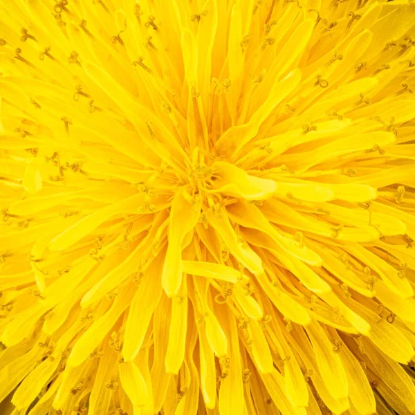 Близкие Детали Ярко Желтого Одуванчика — стоковое фото