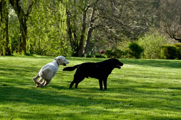 Egy Fehér Pudli Egy Fekete Labrador Retriever Játszik Füvön — Stock Fotó