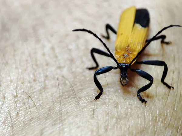 Bir Insanın Derisinde Siyah Sarı Bir Böceğin Yakın Plan Fotoğrafı — Stok fotoğraf