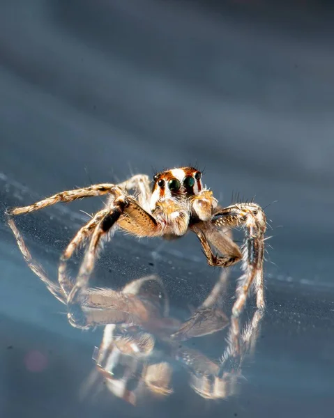 一只跳跃的蜘蛛的特写 泛热带跳跃的蜘蛛 在欧洲倒影的普莱西普斯 帕科利 — 图库照片