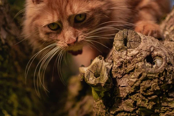 Aranyos Ginger Cica Játszott Egy Idős Fában Sambucus Nigra Egy — Stock Fotó