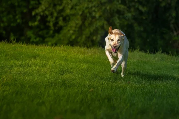 Egy Sárga Labrador Fut Egy Lush Green Lawn Beautiful Eyes — Stock Fotó