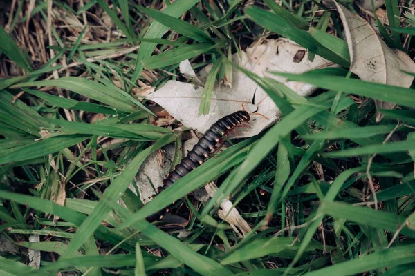 Makroaufnahme Einer Schwarzen Raupe Gras — Stockfoto