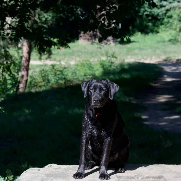 Retrato Hermoso Perro Labrador Negro Mojado Mirando Cámara Está Sentado — Foto de Stock