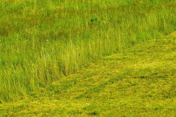 a plot with half mowed grass, green, summer