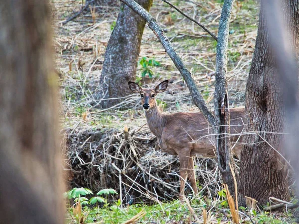 Deer Ernie Miller Nature Center Olathe Kansas — Stock Photo, Image