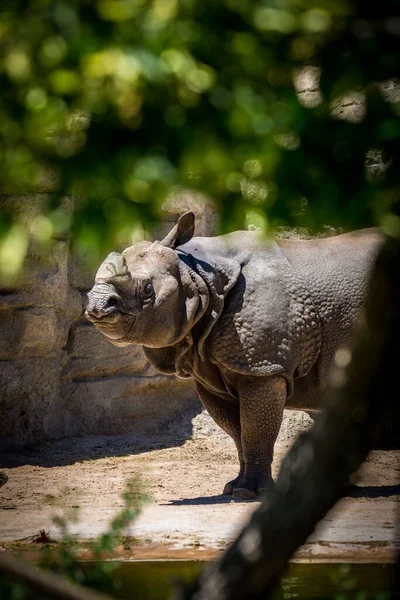 Sélection Rhinocéros Indien Rhinoceros Unicornis Partir Feuillage Arbre — Photo