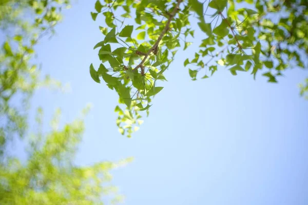 Plan Angle Bas Feuilles Vertes Sur Arbre Contre Ciel Bleu — Photo