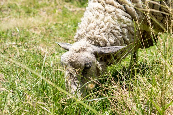 日当たりの良い畑で草を放牧する羊 — ストック写真