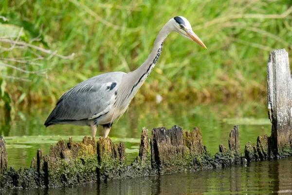 Una Garza Holandesa Cazando Río — Foto de Stock