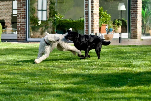 Egy Imádnivaló Fehér Pudli Fekete Labrador Retriever Játszik Boldogan Egy — Stock Fotó