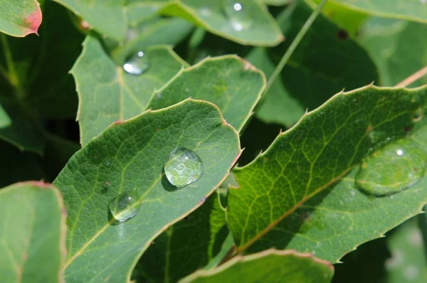 Eine Nahaufnahme Von Wassertropfen Auf Grünen Blättern Einer Pflanze — Stockfoto